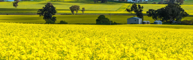 Canola Field