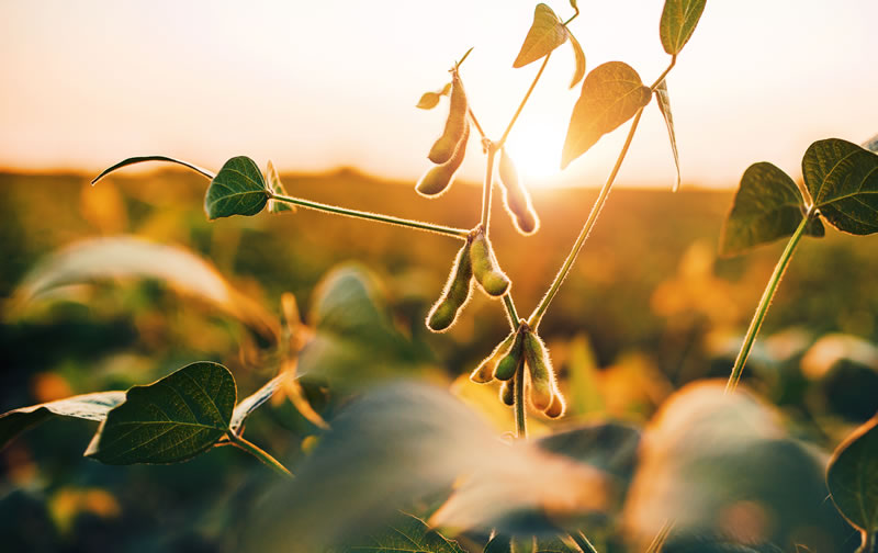Soybean field - soy used for HGS Organic Nitrogen