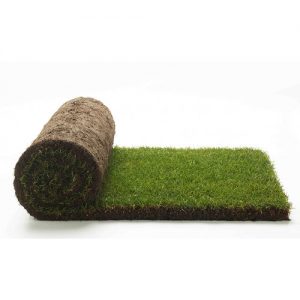 Turf Grass