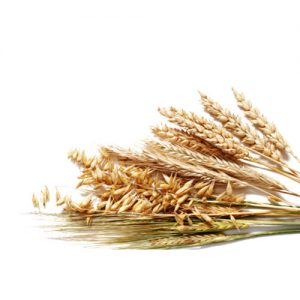 Wheat & Barley