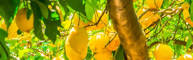 Lemon Trees
